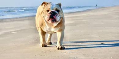 A dog walking on the beach near the water.