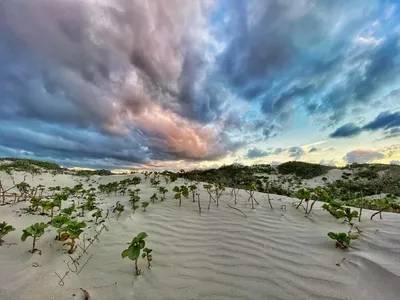 A cloudy sky over some bushes and sand