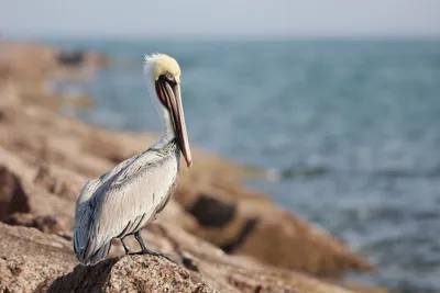 A bird with long legs and a yellow beak standing on the beach.